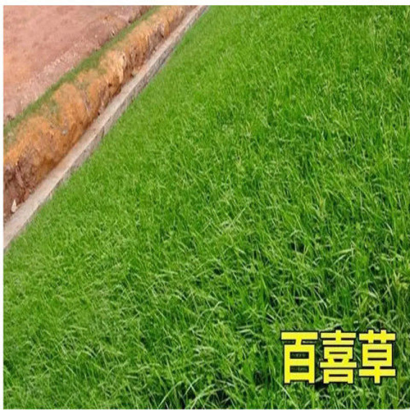 百喜草种子道路护坡水土保持牧草草籽公路堤坝绿化
