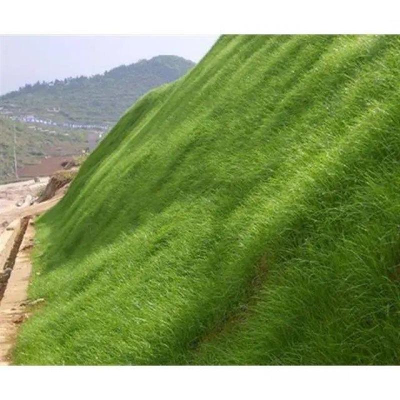 百喜草种子道路护坡水土保持牧草草籽公路堤坝绿化
