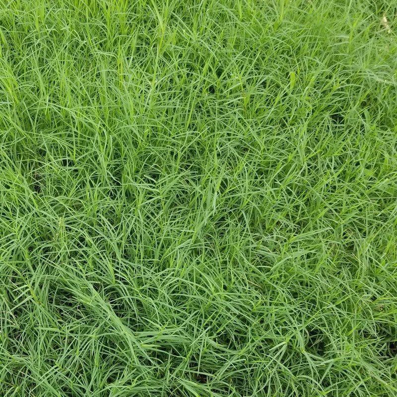 百喜草种子道路护坡水土保持牧草草籽公路堤坝绿化