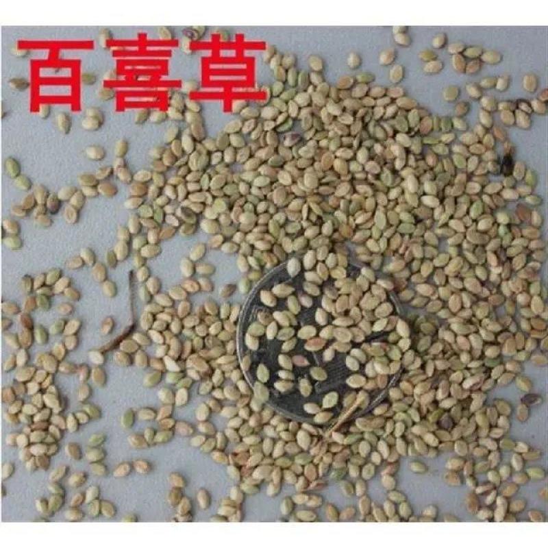 百喜草种子道路护坡水土保持牧草草籽公路堤坝绿化