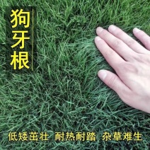 包衣狗牙根草坪种子林木种籽四季景观草坪草籽观叶