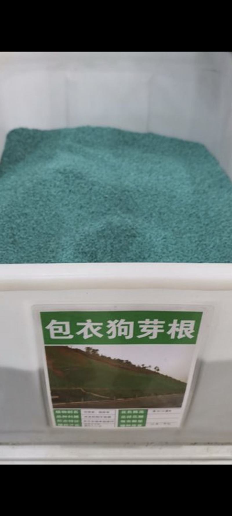 包衣狗牙根草坪种子林木种籽四季景观草坪草籽观叶