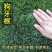 包衣狗牙根草坪种子林木种籽四季景观草坪草籽观叶