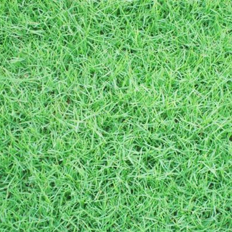 包衣狗牙根草坪种子林木种籽四季景观草坪草籽观叶