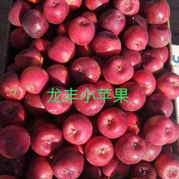 精品龙丰果，产地大量货源，诚信为本，欢迎您前来捧场