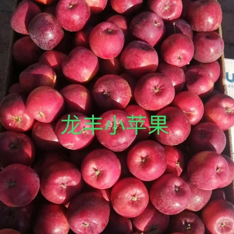 精品龙丰果，产地大量货源，诚信为本，欢迎您前来捧场