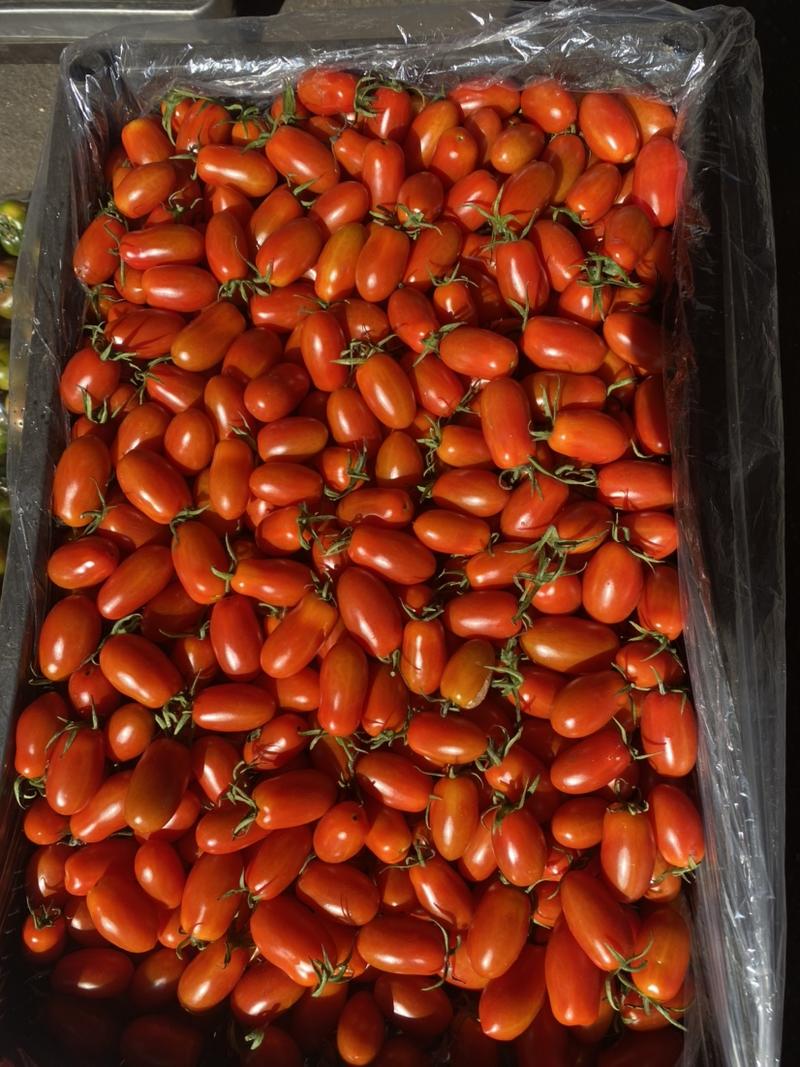 正宗409小柿子大量有货、质量好、欢迎大家来咨询