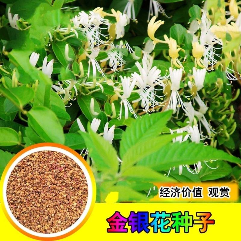金银花种子花卉种子家庭阳台盆栽四季播忍冬种子寒气芳