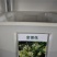金银花种子花卉种子家庭阳台盆栽四季播忍冬种子寒气芳