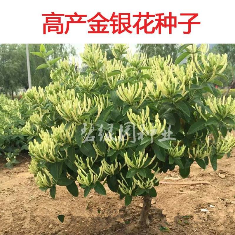 金银花种子花卉种子家庭阳台盆栽四季播忍冬种子寒气芳