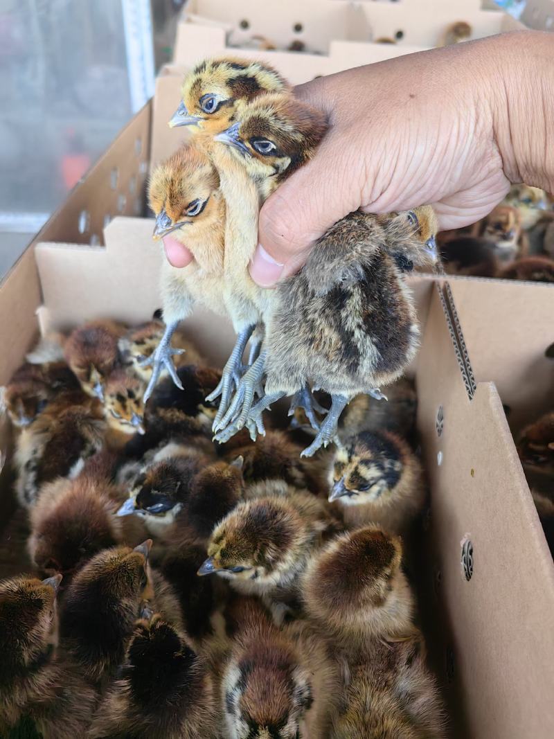 鸡苗快大麻乌鸡苗成年10斤左右孵化厂家直发