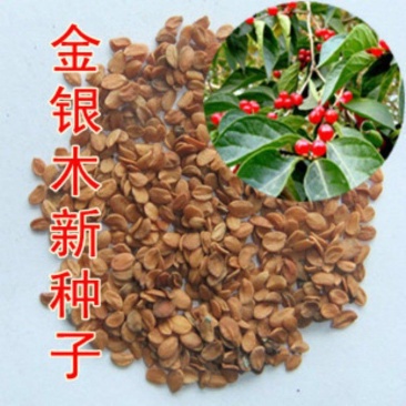 金银木种子花木绿化行道林木苗木植物树种籽金银忍冬种子四季