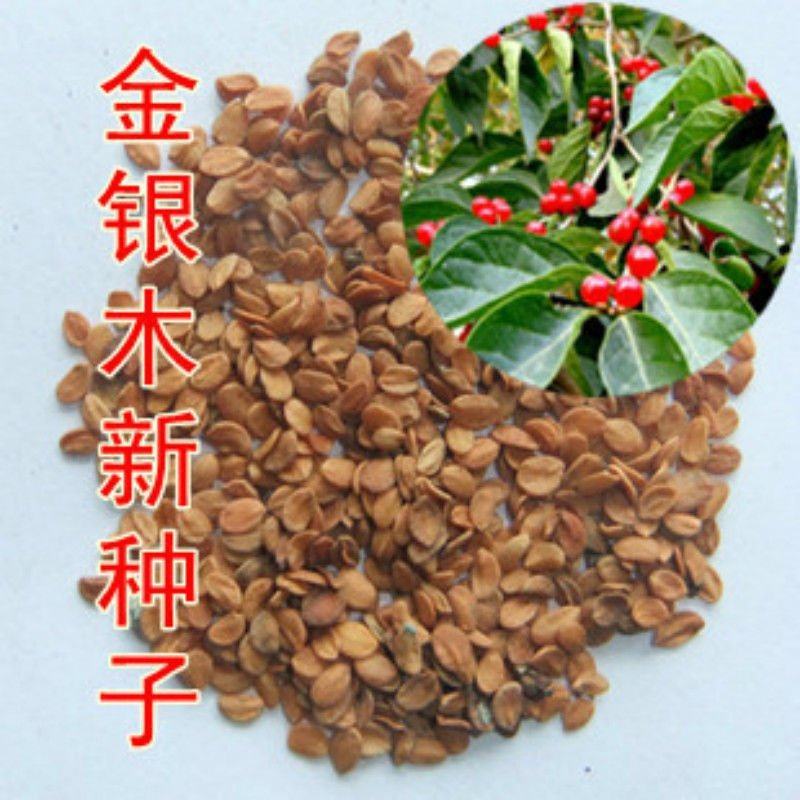 金银木种子花木绿化行道林木苗木植物树种籽金银忍冬种子四季