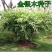 金银木种子花木绿化行道林木苗木植物树种籽金银忍冬种子四季
