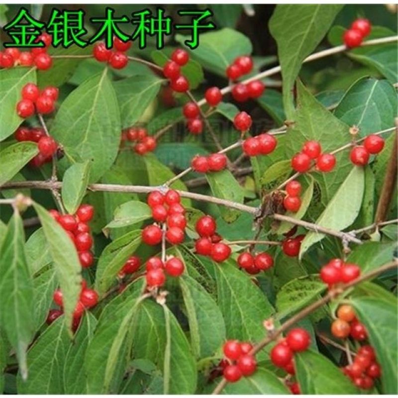 金银木种子花木绿化行道林木苗木植物树种籽金银忍冬种子四季