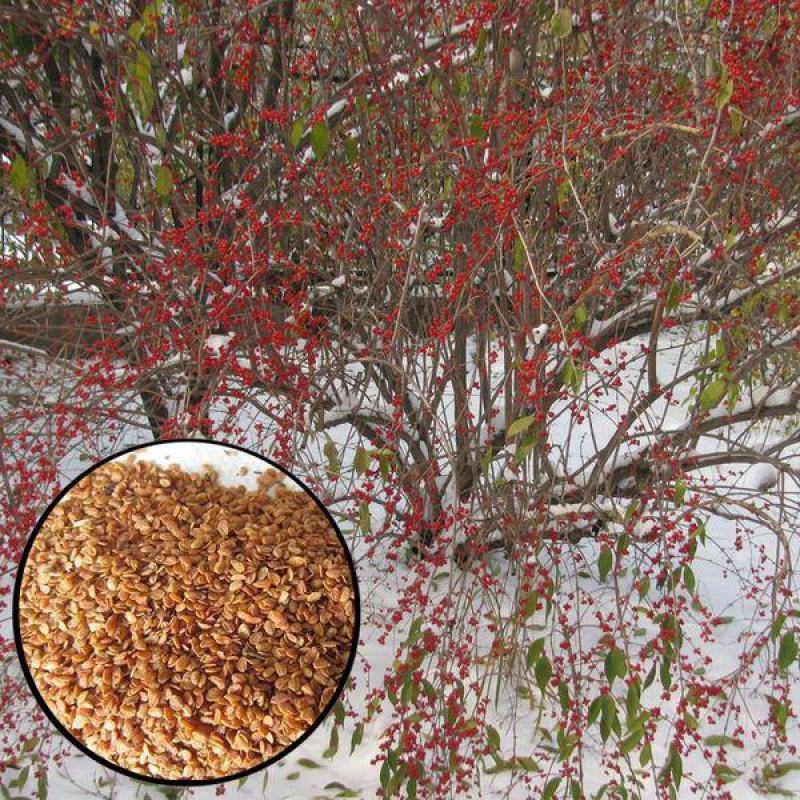 金银木种子花木绿化行道林木苗木植物树种籽金银忍冬种子四季