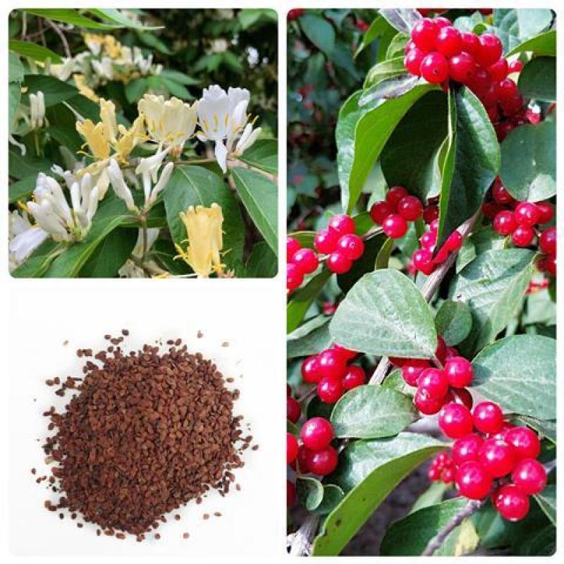 金银木种子花木绿化行道林木苗木植物树种籽金银忍冬种子四季