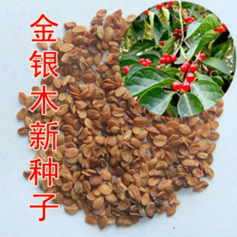 金银木种子花木绿化行道林木苗木植物树种籽金银忍冬种子四季