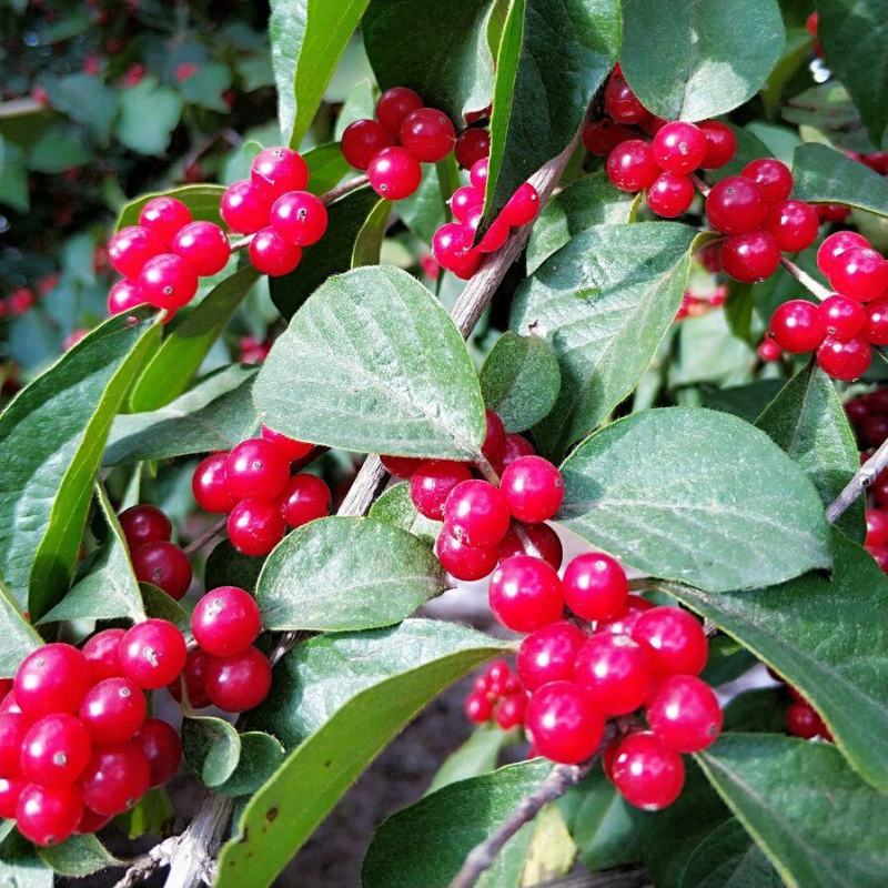 金银木种子花木绿化行道林木苗木植物树种籽金银忍冬种子四季