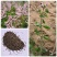 苦地丁种子耐寒地丁花籽四季播种紫堇种籽地丁草