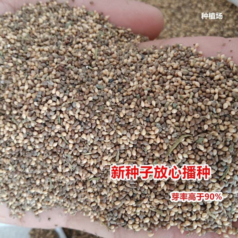 苦地丁种子耐寒地丁花籽四季播种紫堇种籽地丁草