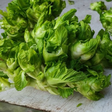 精品儿菜量大从优