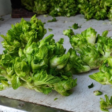 精品儿菜量大从优基地种植基地直供