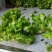 精品儿菜量大从优基地种植基地直供