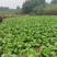 精品儿菜量大从优基地种植基地直供