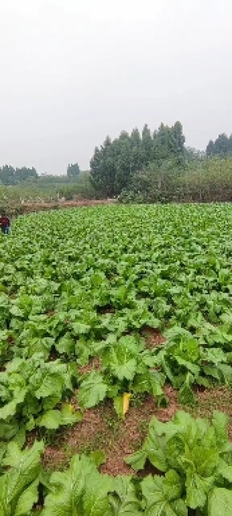 精品儿菜量大从优基地种植基地直供