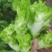 精品儿菜量大从优基地种植基地直供