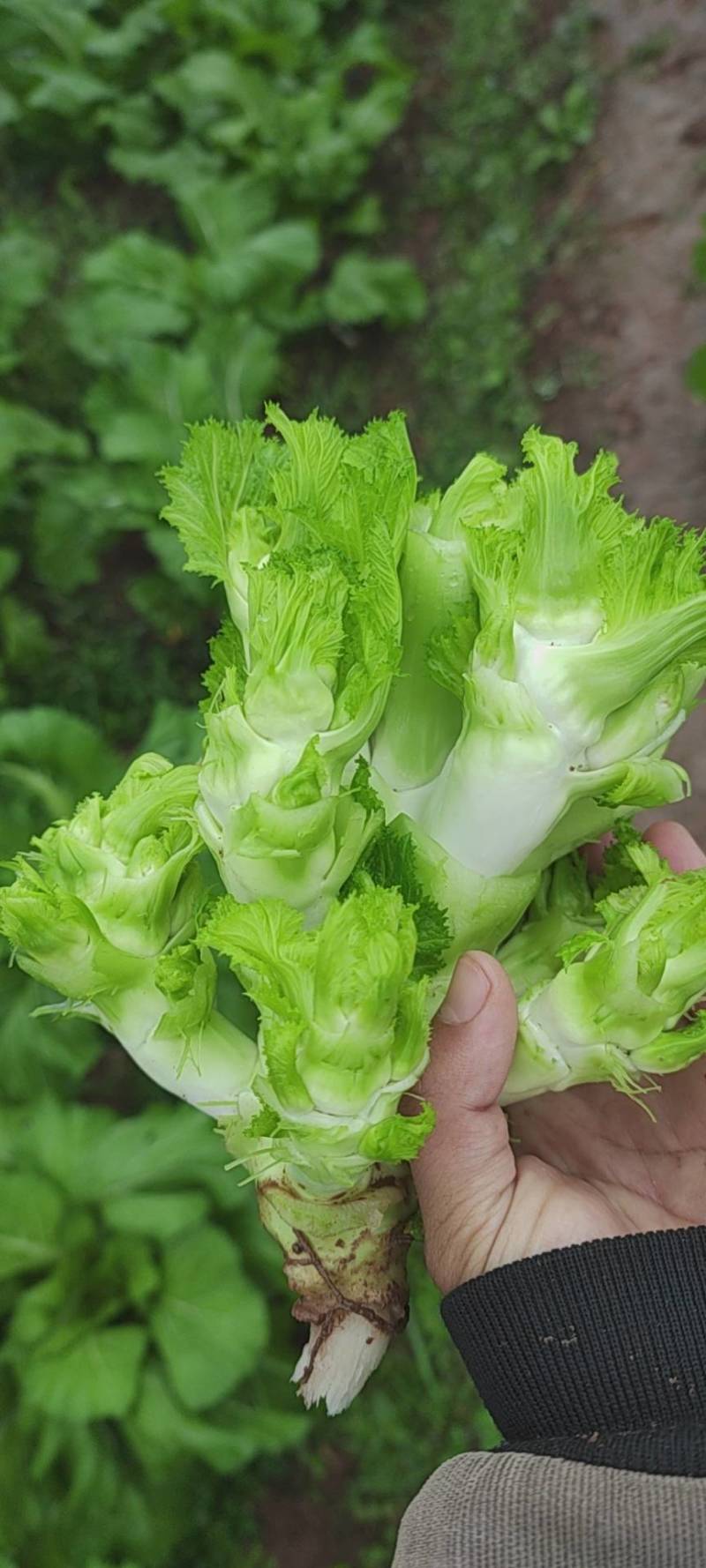 精品儿菜量大从优基地种植基地直供