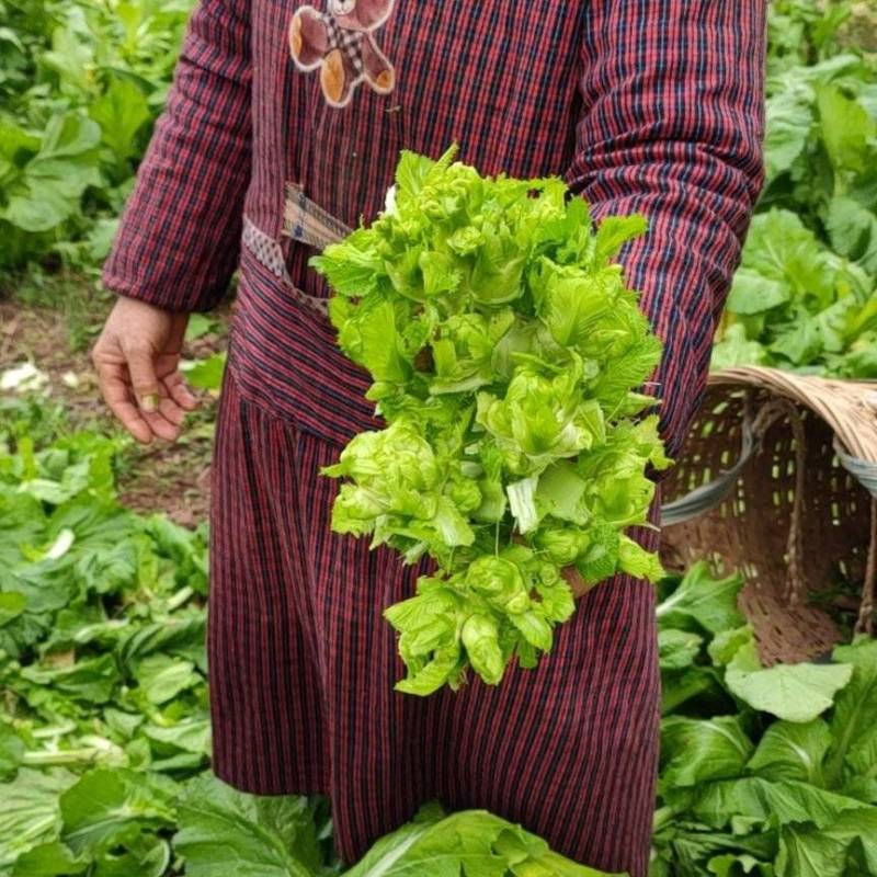 精品儿菜量大从优基地种植基地直供
