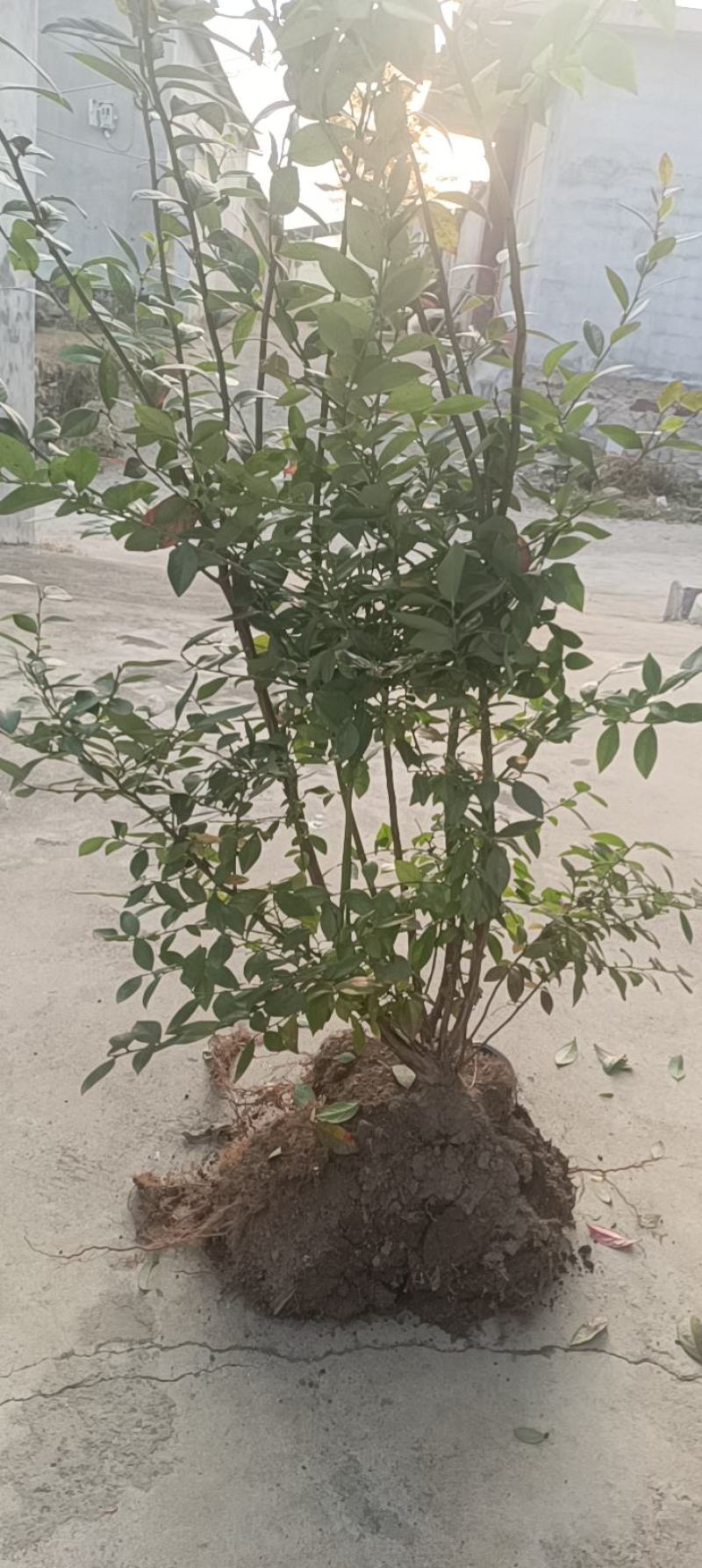 莒南县蓝莓苗，南方品种，北方品种。品种保证。