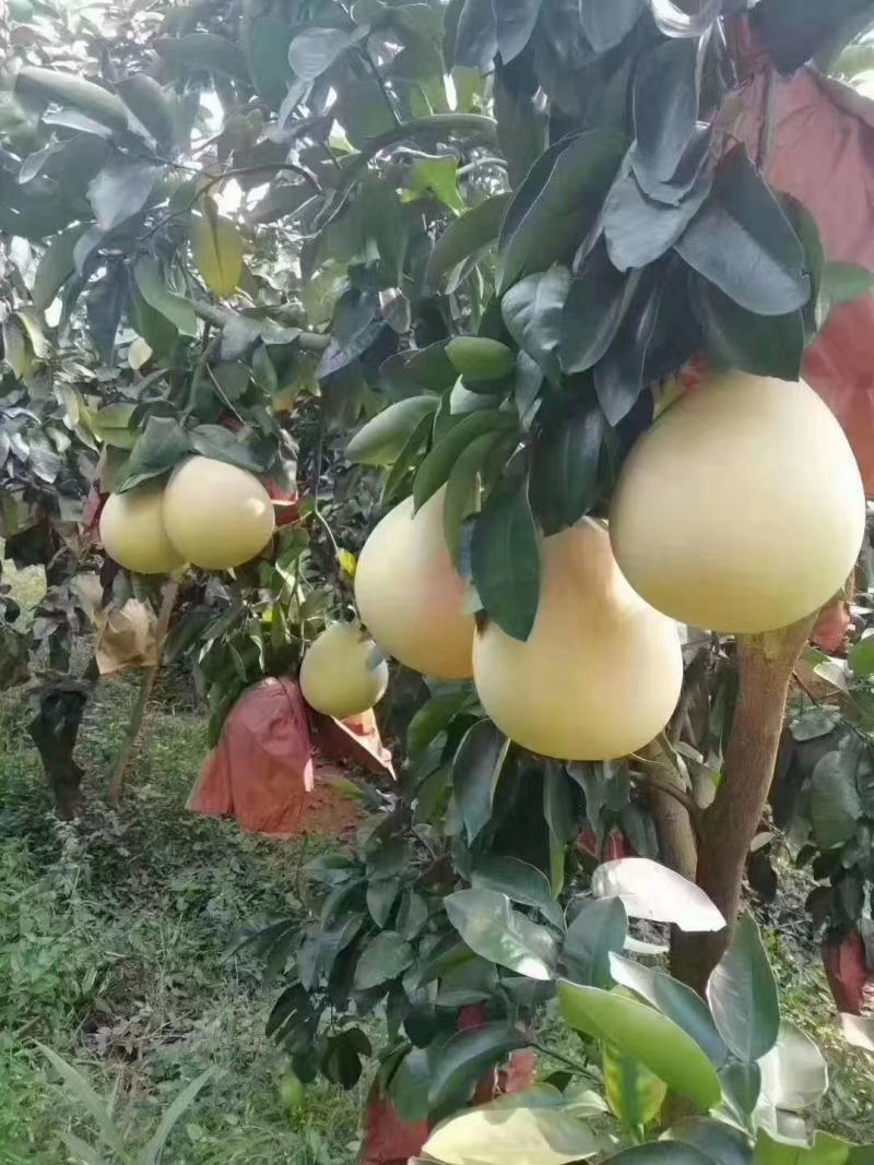 红心柚质量好，物超所值，真的是物有所值，价格实惠，