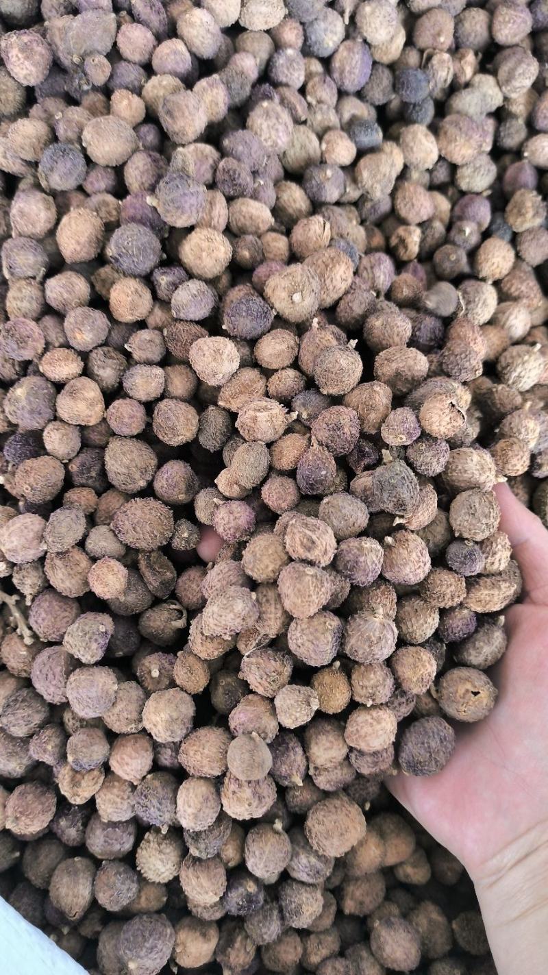 砂仁中药材沙仁香砂仁阳春砂仁规格齐全货源充足