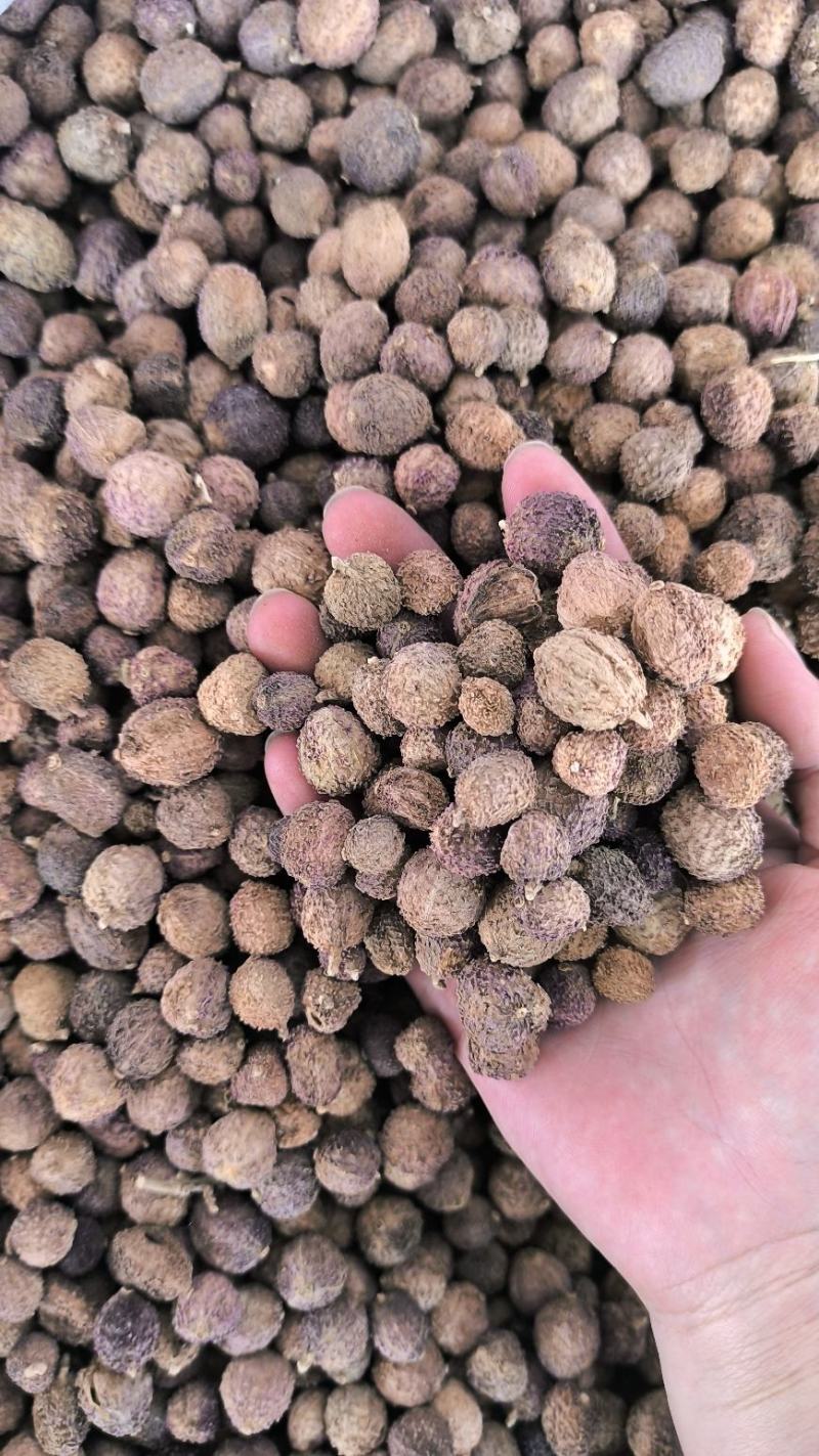 砂仁中药材沙仁香砂仁阳春砂仁规格齐全货源充足