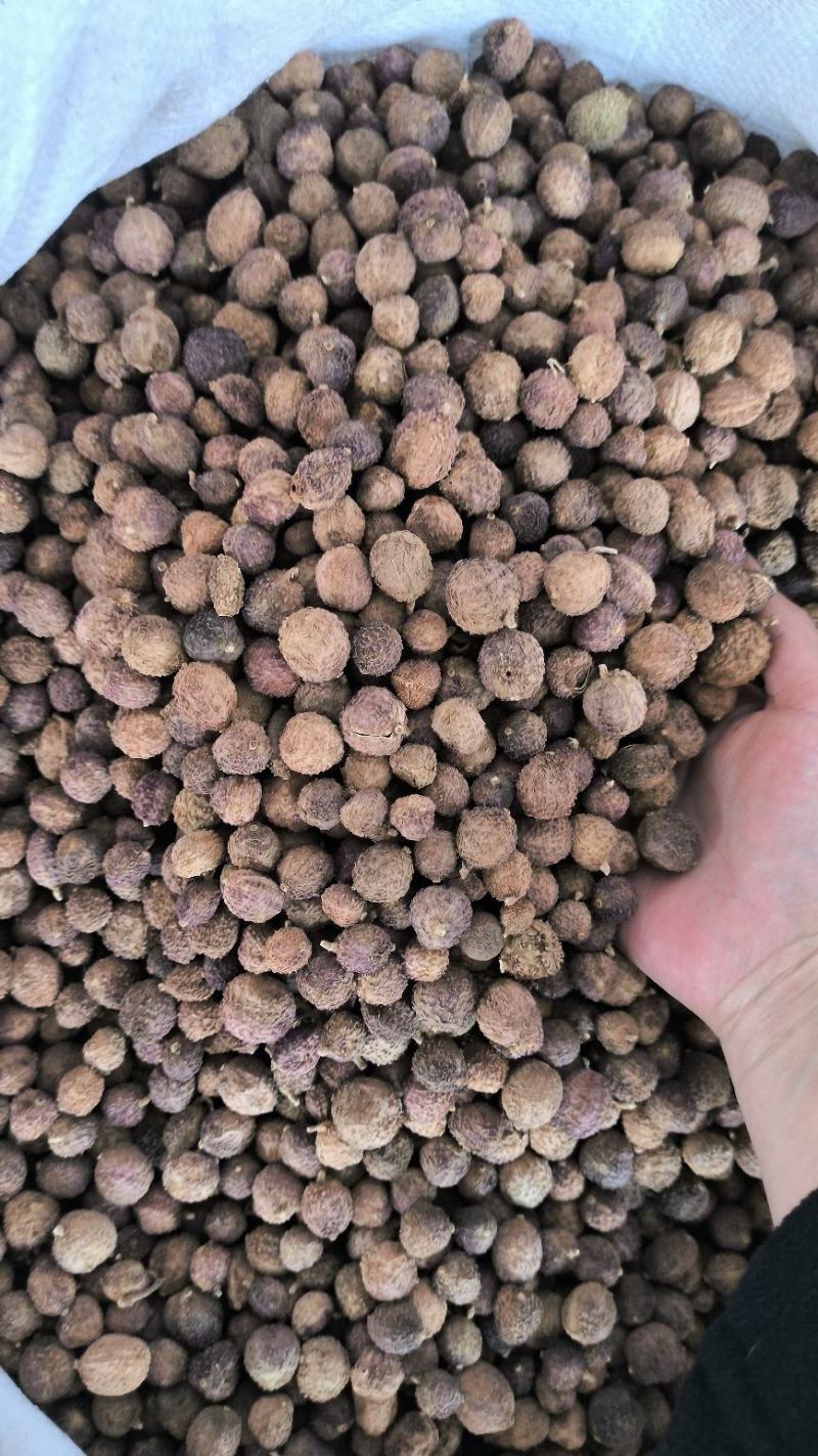 砂仁中药材沙仁香砂仁阳春砂仁规格齐全货源充足