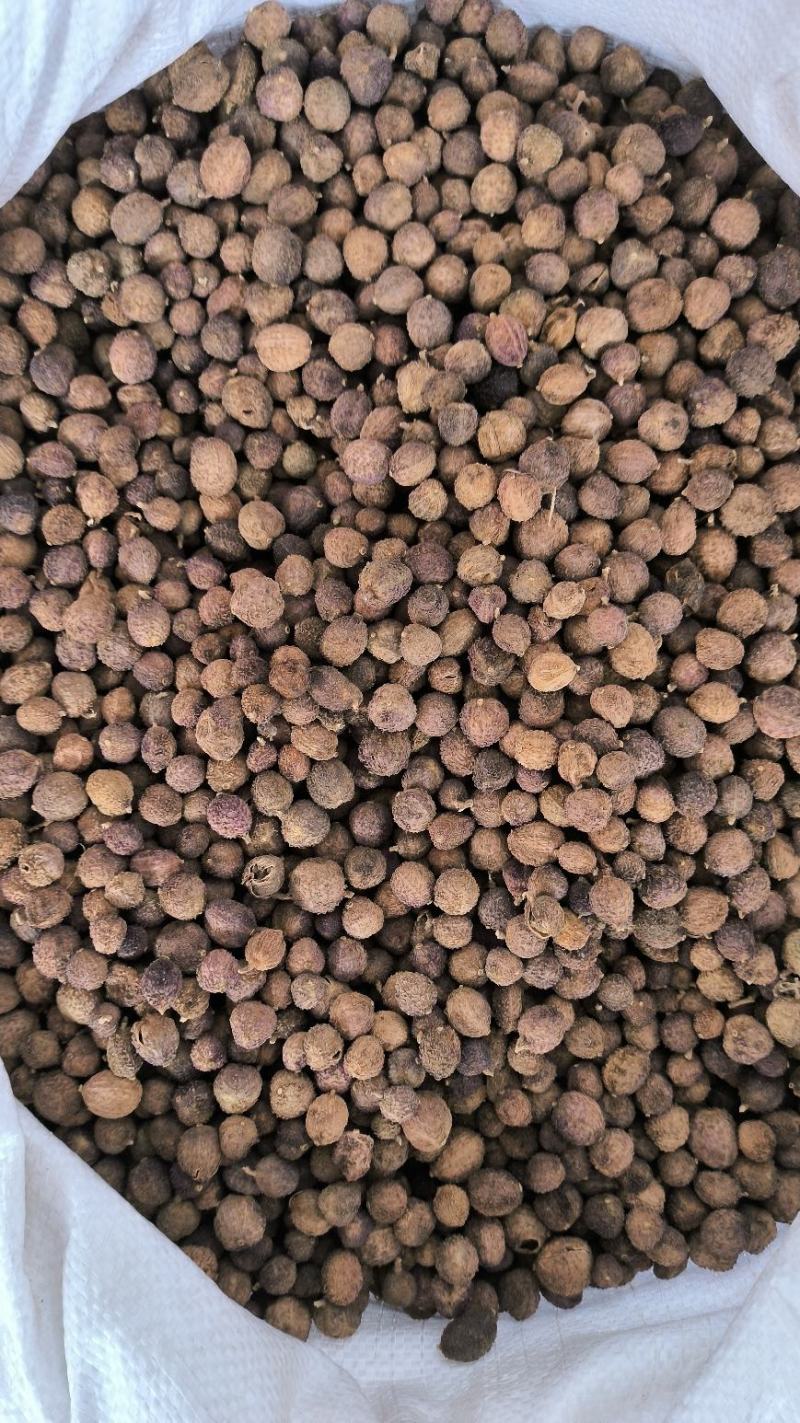 砂仁中药材沙仁香砂仁阳春砂仁规格齐全货源充足