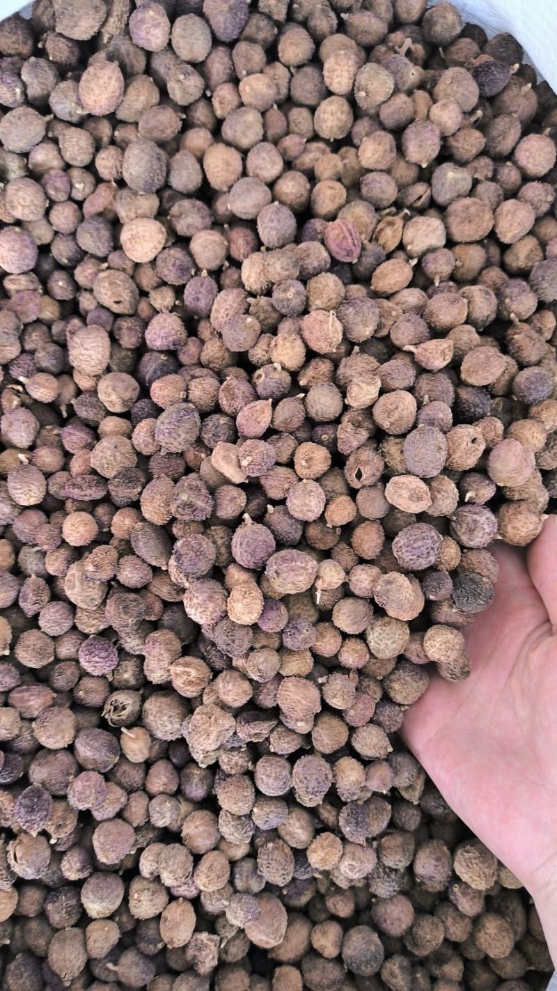 砂仁中药材沙仁香砂仁阳春砂仁规格齐全货源充足
