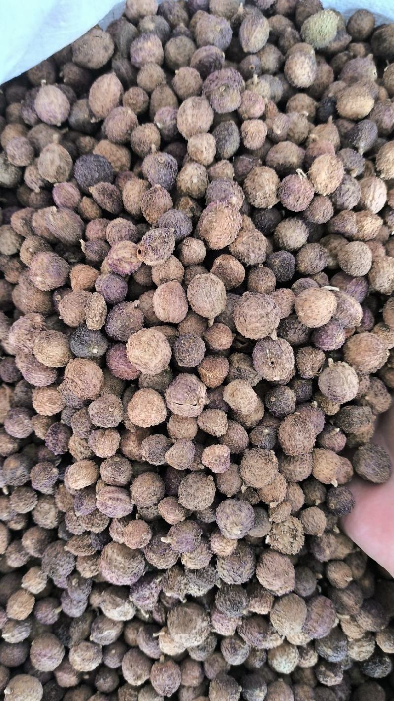 砂仁中药材沙仁香砂仁阳春砂仁规格齐全货源充足