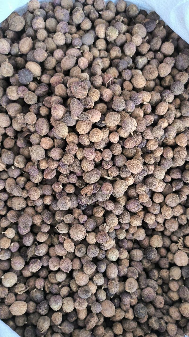 砂仁中药材沙仁香砂仁阳春砂仁规格齐全货源充足
