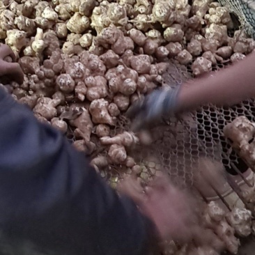 河南洋姜菊芋姜不辣大量上市价格低欢迎各大收购商