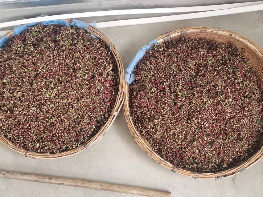 海南黑果胡椒的晾晒与加工场景