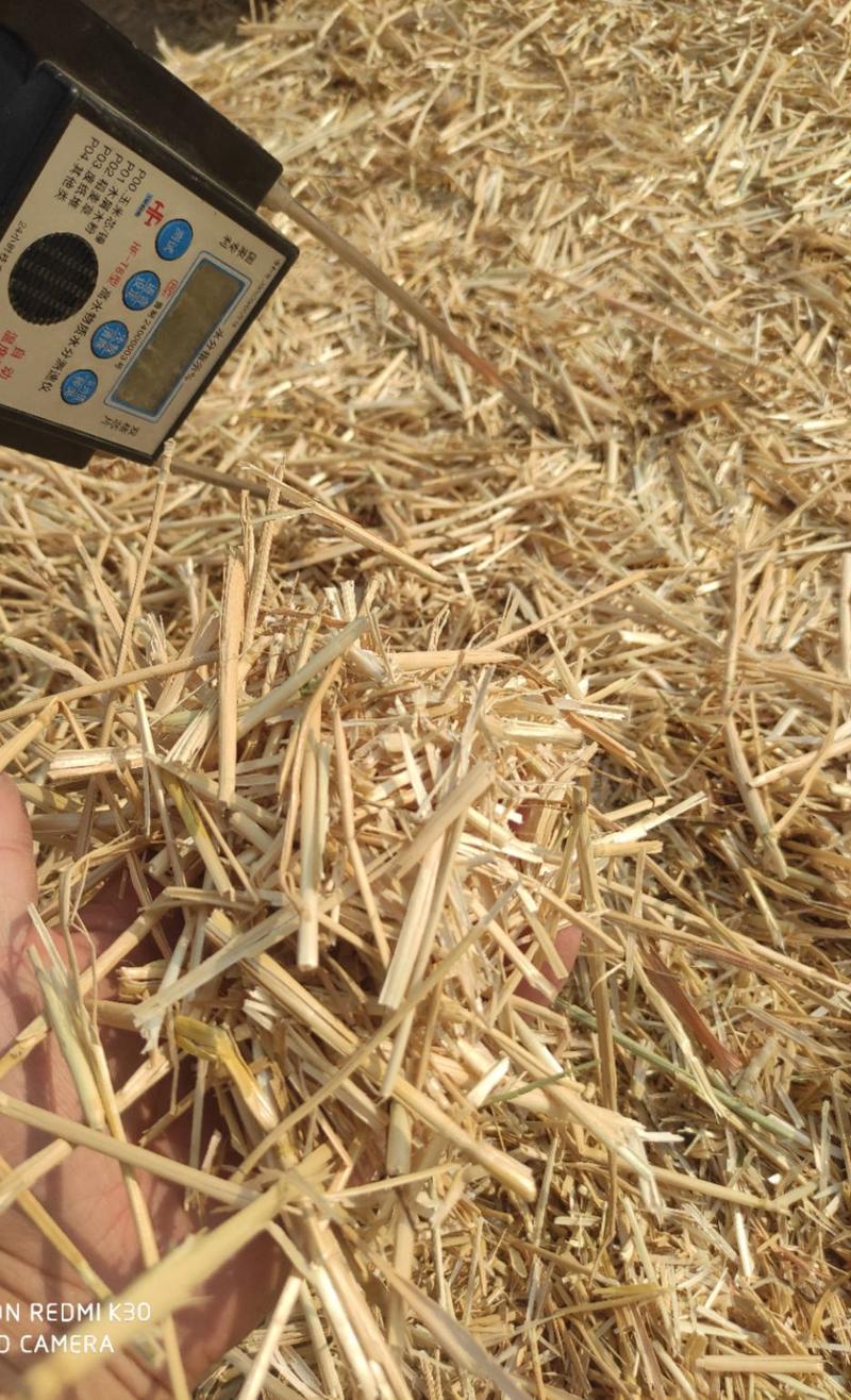 今年优质粉碎柔丝过筛麦草牛草加工中，质量好，发送各大牧场