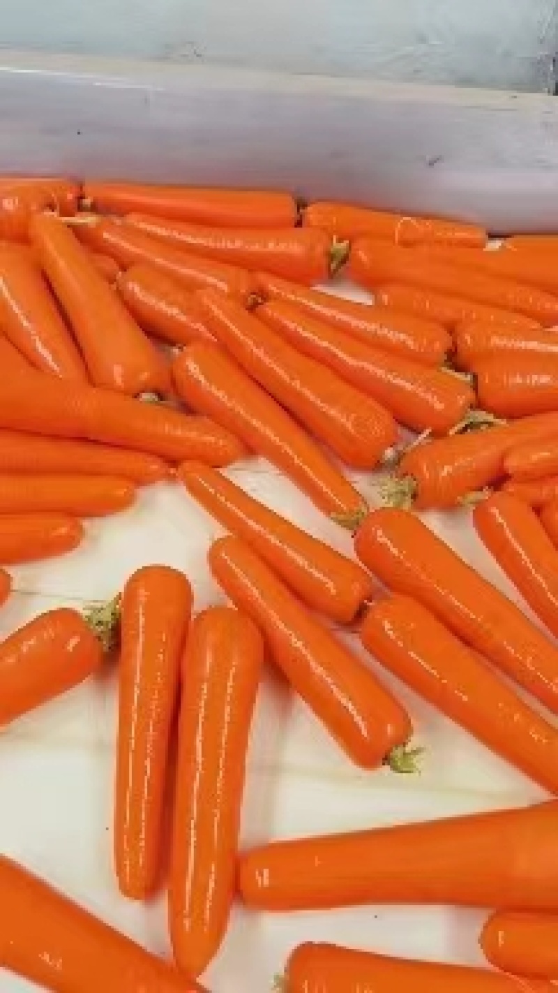 （百信客莱）胡萝卜专营，一手货源，接市场，电商，超市。