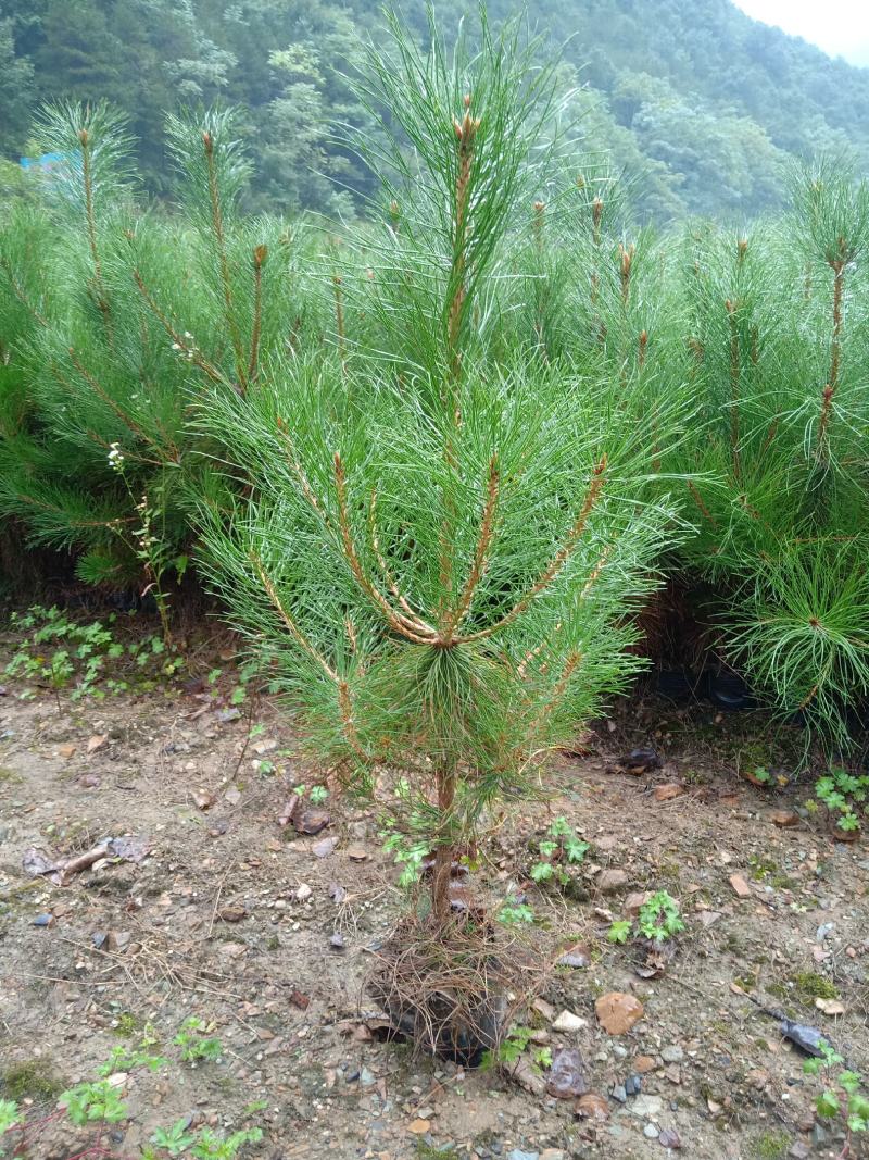 营养杯油松大小都有质量很好，地径粗成活率高。