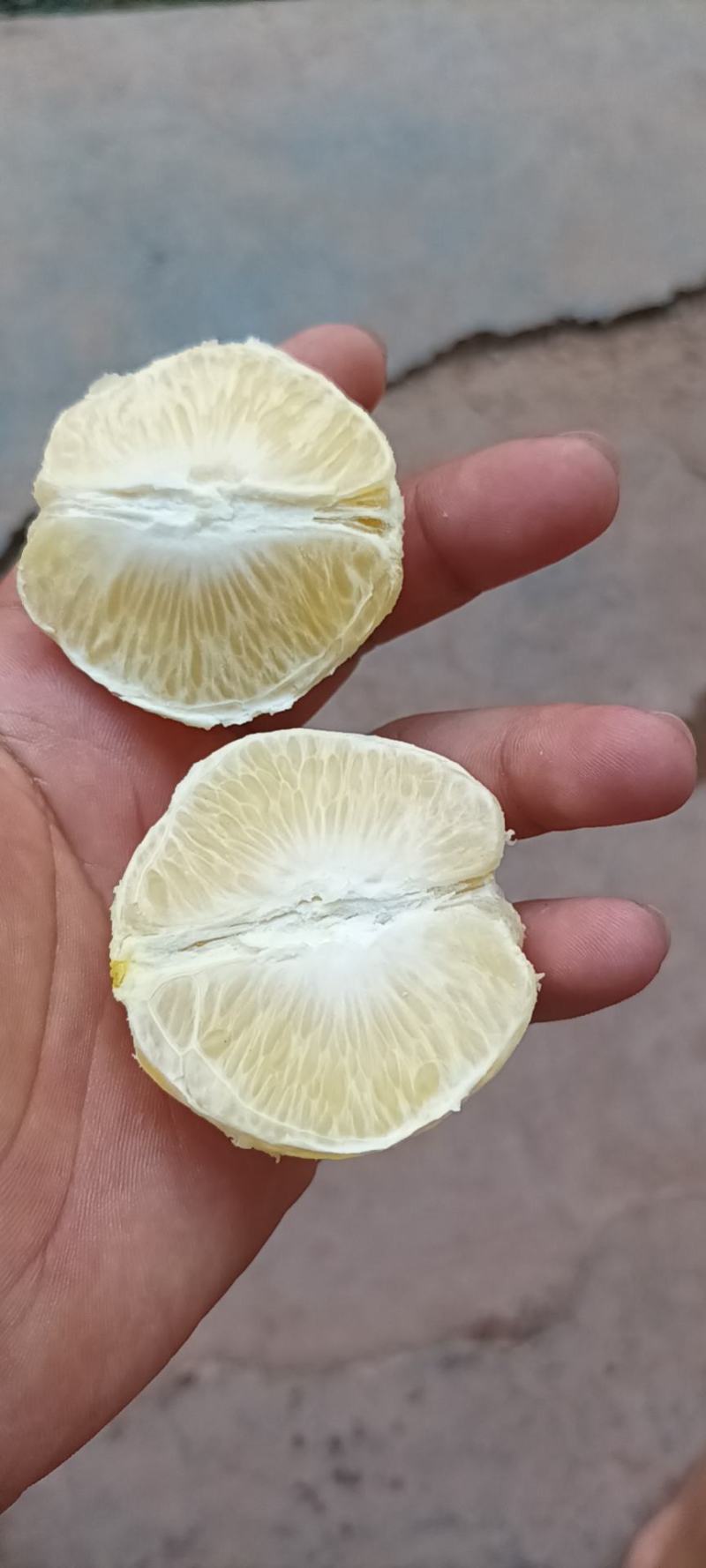 冰糖橙，南风蜜橘，红美人马上，上市，本人专业代办