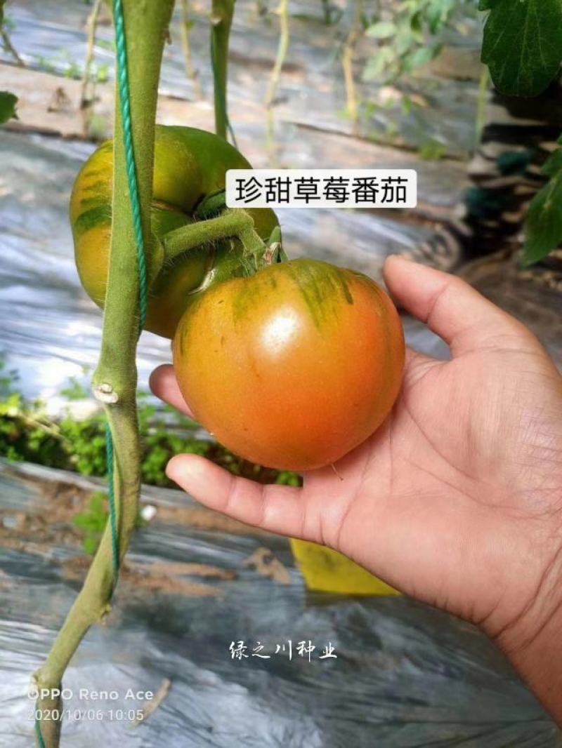 珍甜草莓番茄种子口感酸甜大果粉红色草莓西红柿种子早熟