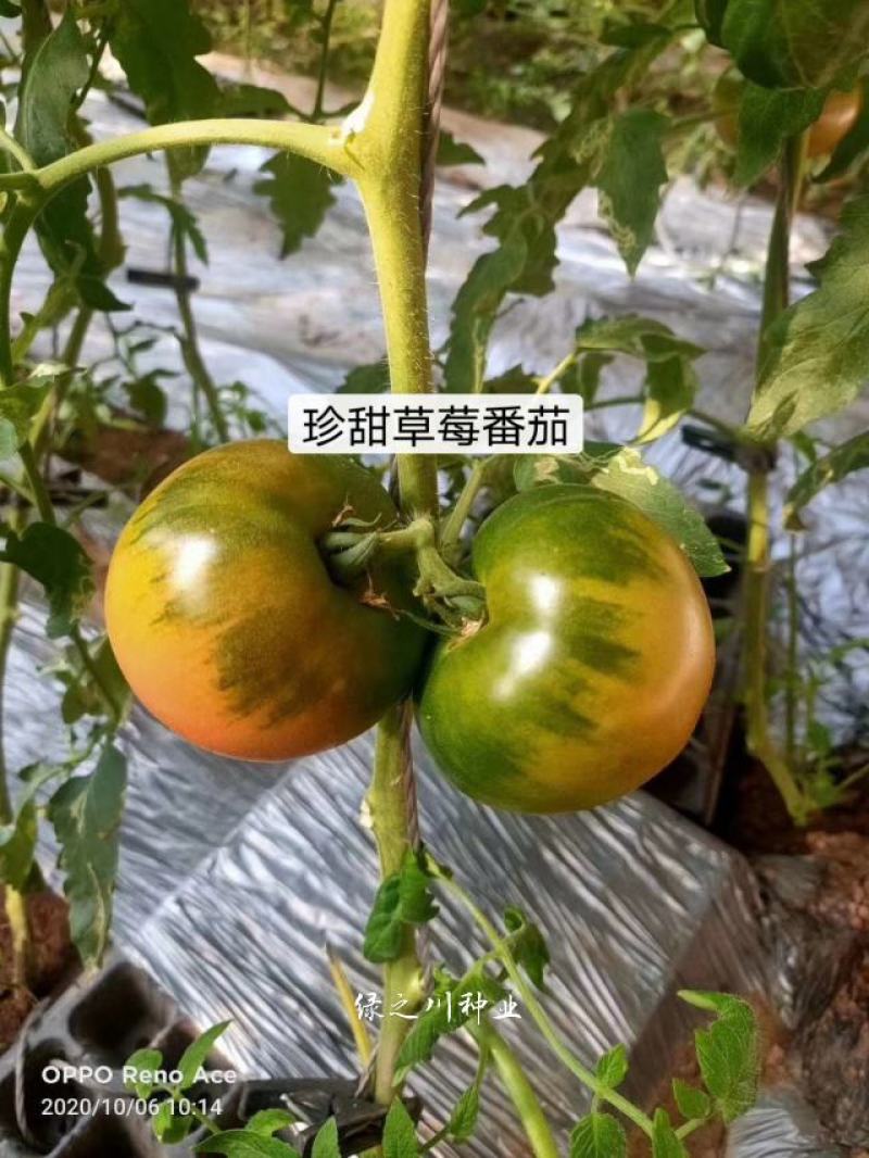 珍甜草莓番茄种子口感酸甜大果粉红色草莓西红柿种子早熟